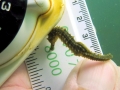 Seahorse