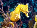 Seahorse