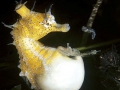 Seahorse