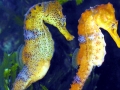 Seahorse