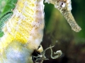 Seahorse