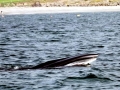 Sei Whale