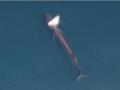 Sei Whale