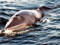 Sei Whale