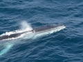 Sei Whale