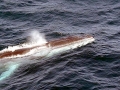 Sei Whale