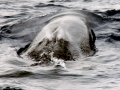 Sei Whale