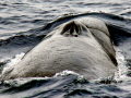 Sei Whale