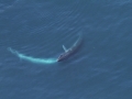 Sei Whale
