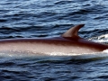 Sei Whale