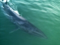 Sei Whale