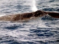 Sei Whale