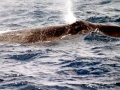 Sei Whale