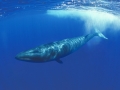 Sei Whale