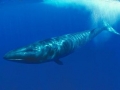 Sei Whale