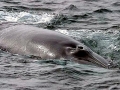 Sei Whale