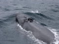 Sei Whale