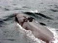 Sei Whale