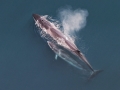 Sei Whale