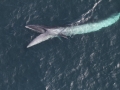 Sei Whale