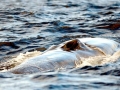 Sei Whale