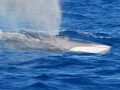 Sei Whale