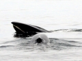 Sei Whale