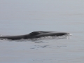 Sei Whale