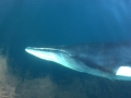 Sei Whale