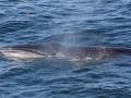 Sei Whale