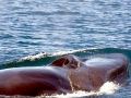 Sei Whale