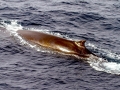 Sei Whale