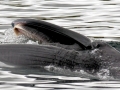 Sei Whale