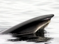 Sei Whale