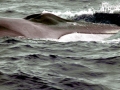 Sei Whale