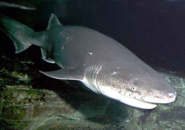 Sevengill Shark