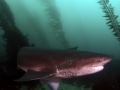 Sevengill Shark