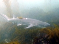 Sevengill Shark