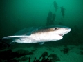 Sevengill Shark