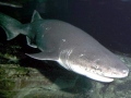 Sevengill Shark