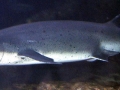 Sevengill Shark
