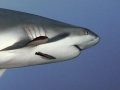 Sevengill Shark
