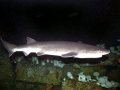Sevengill Shark
