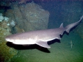Sevengill Shark