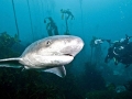 Sevengill Shark