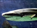 Sevengill Shark