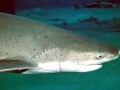Sevengill Shark