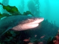 Sevengill Shark