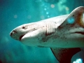 Sevengill Shark