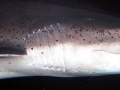 Sevengill Shark